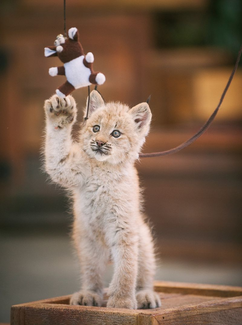 Illustration for article titled ZOMG LITTLE BABY LYNX!